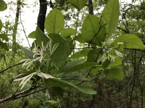 White fringetree(Chionanthus virginicus)