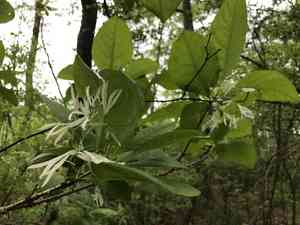 White fringetree(Chionanthus virginicus)