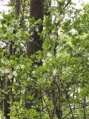 White fringetree(Chionanthus virginicus)
