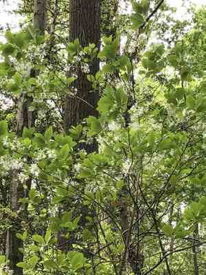 White fringetree(Chionanthus virginicus)