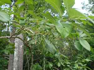 White fringetree(Chionanthus virginicus)