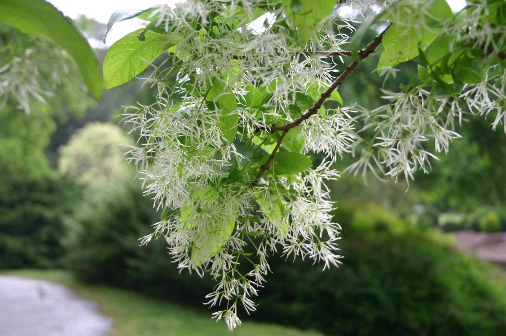 White fringetree(Chionanthus virginicus)