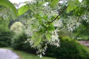 White fringetree(Chionanthus virginicus)