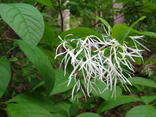White fringetree(Chionanthus virginicus)
