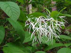 White fringetree(Chionanthus virginicus)