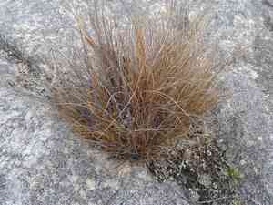 Chionochloa juncea(Chionochloa juncea)