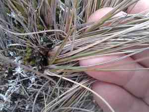 Chionochloa juncea(Chionochloa juncea)
