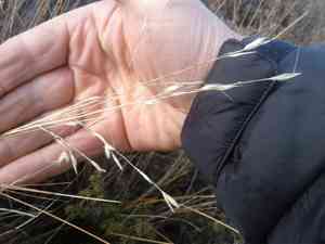 Chionochloa juncea(Chionochloa juncea)