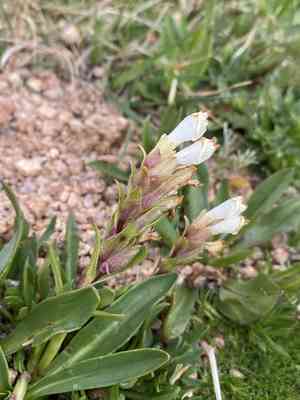 Rocky mountain snowlover(Chionophila jamesii)