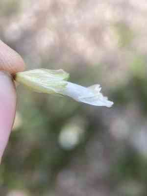 Rocky mountain snowlover(Chionophila jamesii)