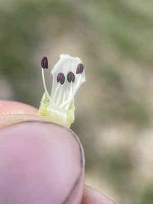 Rocky mountain snowlover(Chionophila jamesii)