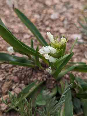 Rocky mountain snowlover(Chionophila jamesii)