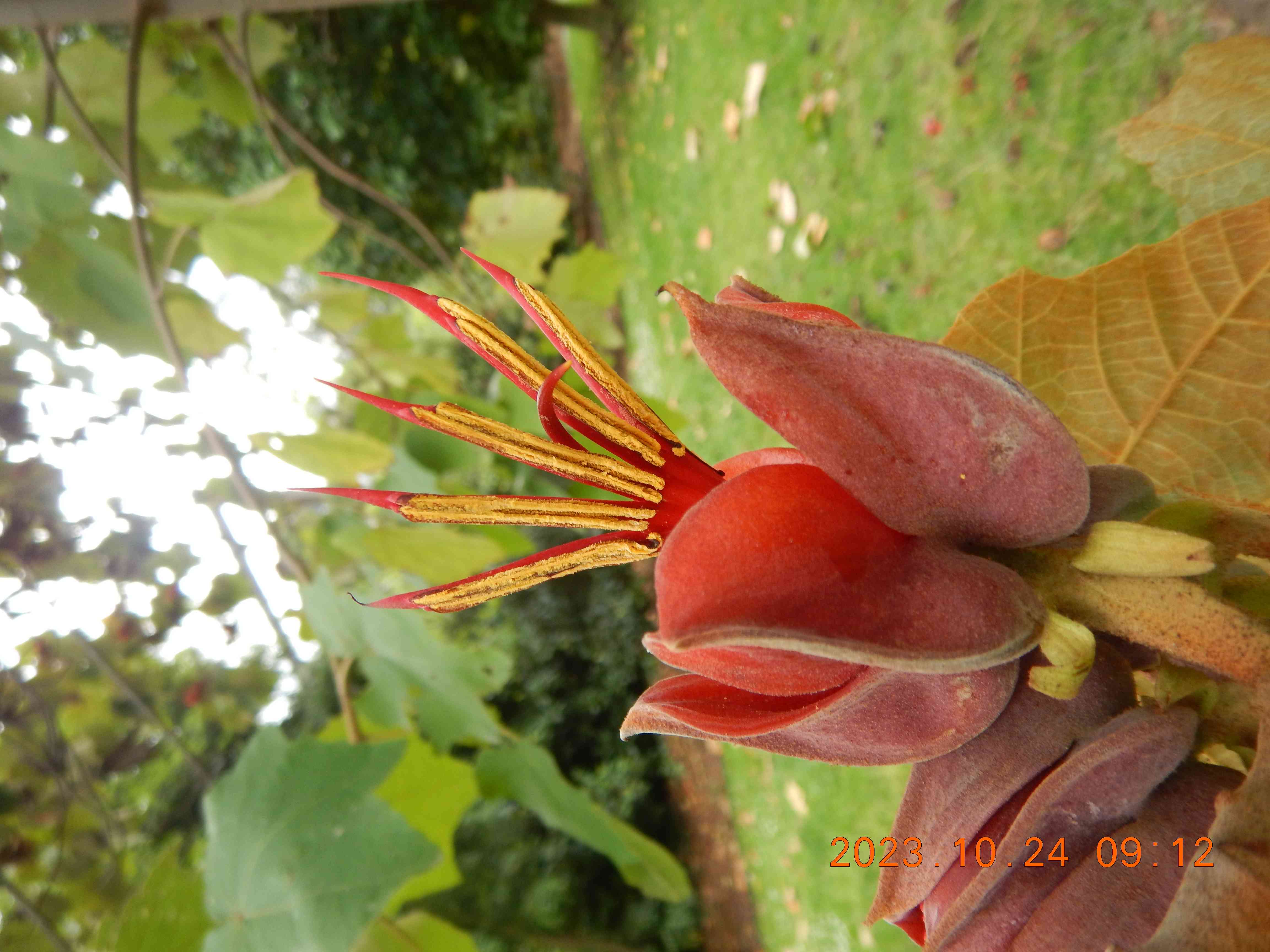 Mexican-hat-plant(Chiranthodendron pentadactylon)