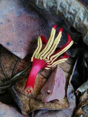 Mexican-hat-plant(Chiranthodendron pentadactylon)
