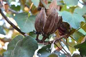 Mexican-hat-plant(Chiranthodendron pentadactylon)