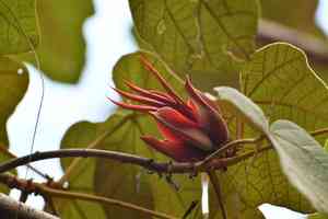 Mexican-hat-plant(Chiranthodendron pentadactylon)
