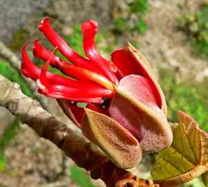 Mexican-hat-plant(Chiranthodendron pentadactylon)