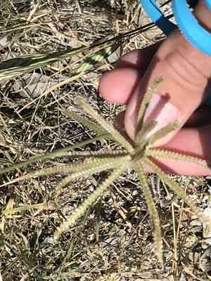 Hooded windmill grass(Chloris cucullata)