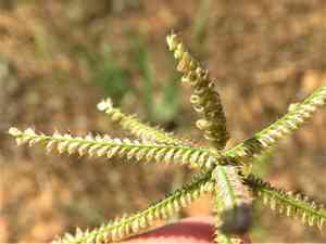 Hooded windmill grass(Chloris cucullata)