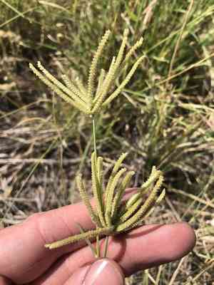 Hooded windmill grass(Chloris cucullata)