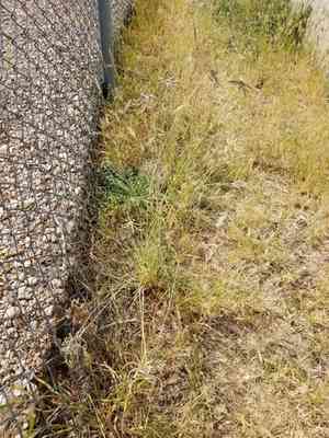 Hooded windmill grass(Chloris cucullata)