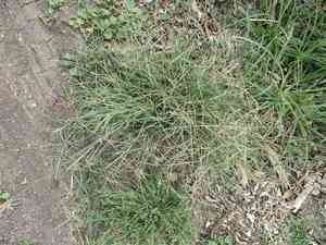 Spreading windmill grass(Chloris divaricata)