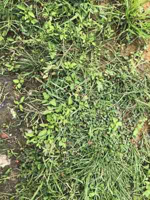 Spreading windmill grass(Chloris divaricata)