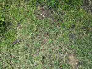 Spreading windmill grass(Chloris divaricata)