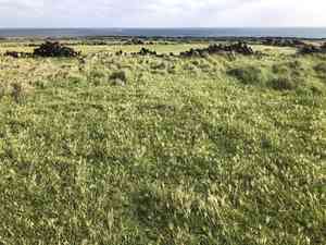 Spreading windmill grass(Chloris divaricata)