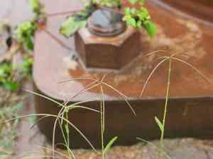 Spiderweb chloris(Chloris pycnothrix)