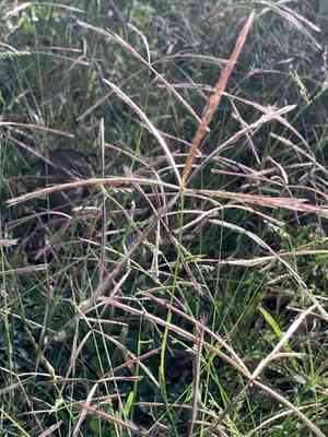 Spiderweb chloris(Chloris pycnothrix)