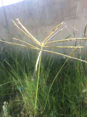 Mexican windmill grass(Chloris submutica)