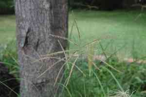 Mexican windmill grass(Chloris submutica)