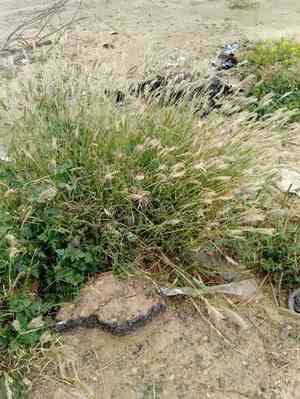 Mexican windmill grass(Chloris submutica)
