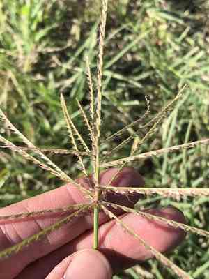Tumble windmill grass(Chloris verticillata)