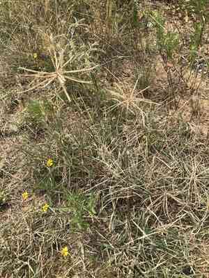Tumble windmill grass(Chloris verticillata)