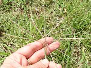 Tumble windmill grass(Chloris verticillata)