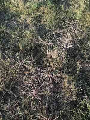 Tumble windmill grass(Chloris verticillata)