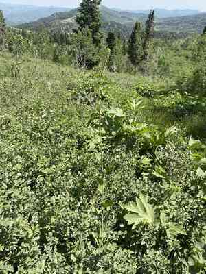 Spearhead(Chlorocrambe hastata)