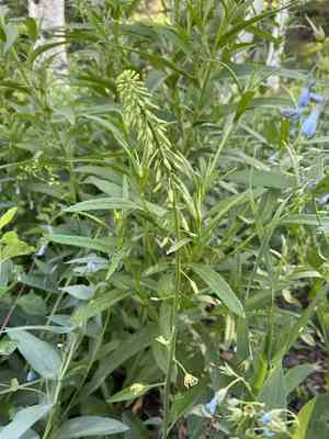 Spearhead(Chlorocrambe hastata)