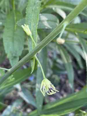 Spearhead(Chlorocrambe hastata)
