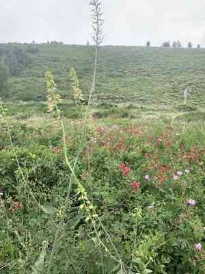 Spearhead(Chlorocrambe hastata)