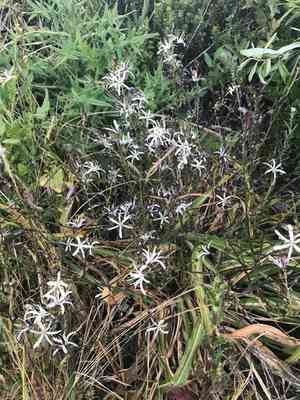 Wavy-leaf soap plant(Chlorogalum pomeridianum)
