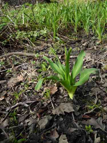 Wavy-leaf soap plant(Chlorogalum pomeridianum)