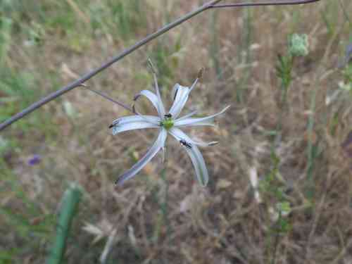 Wavy-leaf soap plant(Chlorogalum pomeridianum)