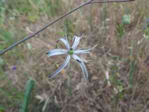 Wavy-leaf soap plant(Chlorogalum pomeridianum)