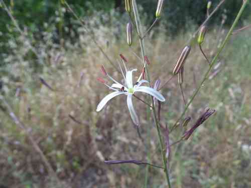 Wavy-leaf soap plant(Chlorogalum pomeridianum)