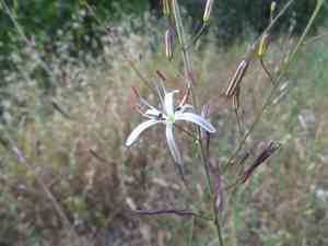 Wavy-leaf soap plant(Chlorogalum pomeridianum)