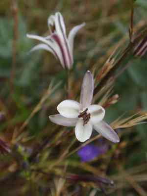 Wavy-leaf soap plant(Chlorogalum pomeridianum)