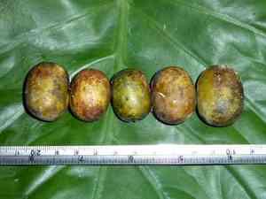 Nepali hog-plum(Choerospondias axillaris)